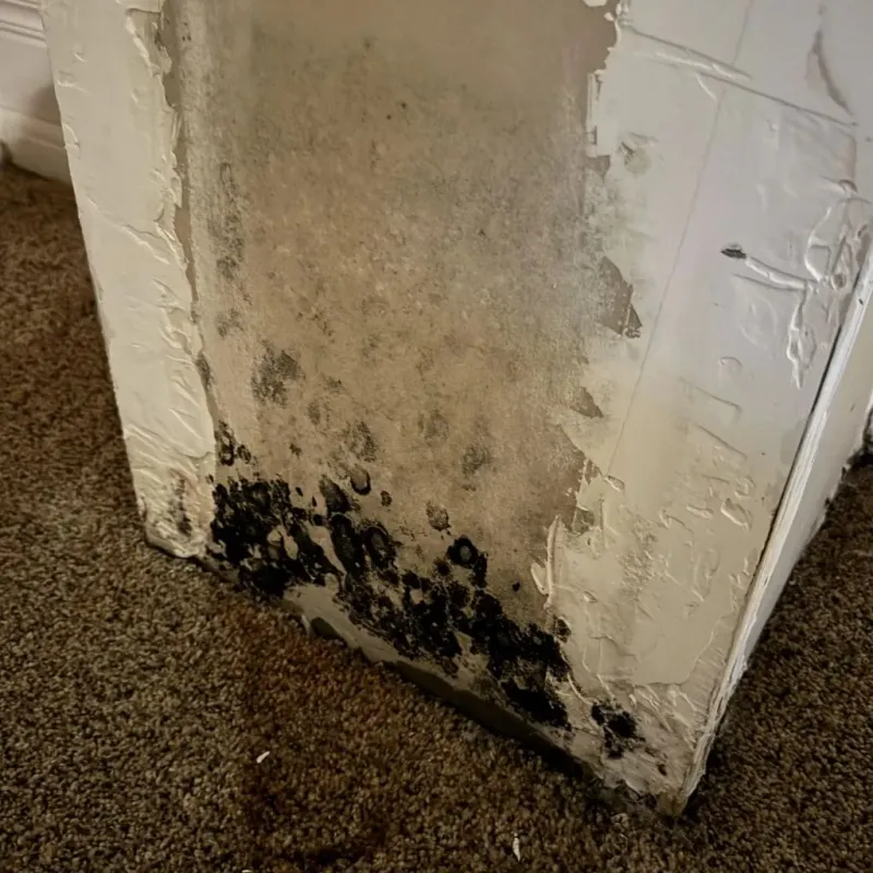 Professional Mold Removal in Windham, CT